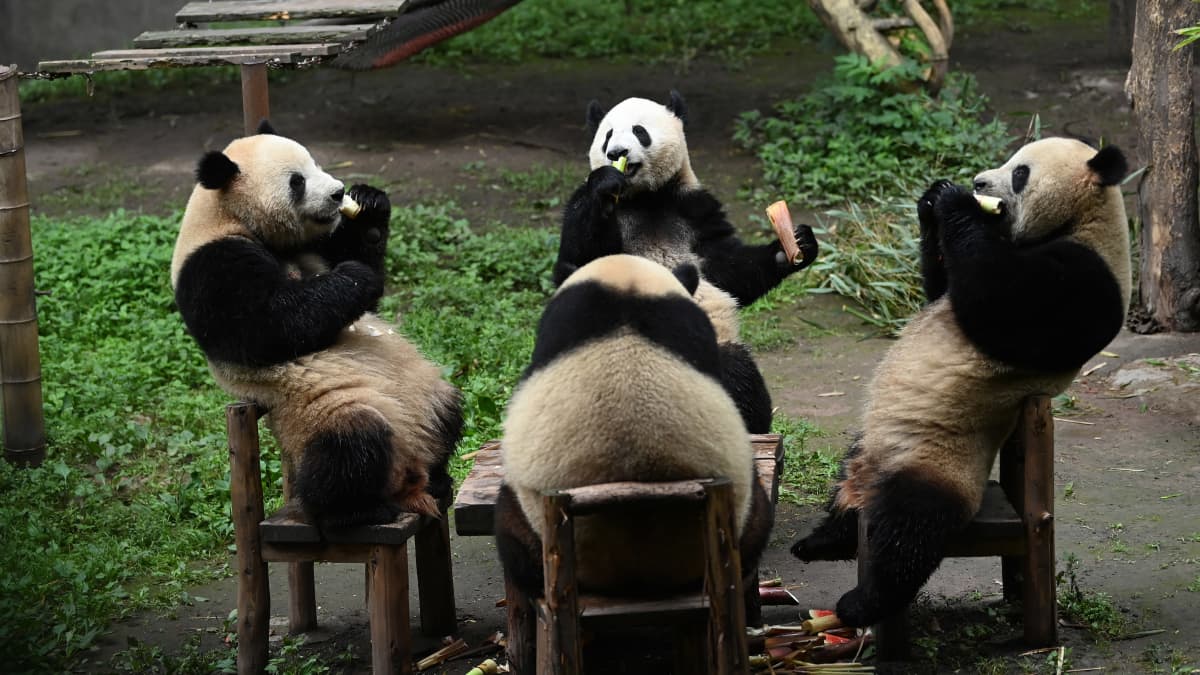 Chongqingin maakunta Kiinassa tunnetaan muun muassa pandoistaan. 