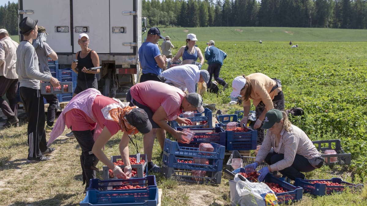 mansikanpoimijat lajittelevat mansikoita pellon laidalla.