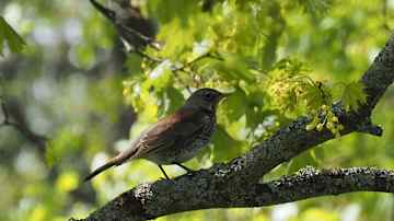 Kuvassa on räkättirastas (Turdus pilaris) istumassa oksalla vehreässä ympäristössä.
