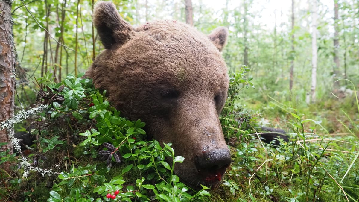 Ammuttu karhu makaa mättäällä Lieksassa elokuussa 2020.