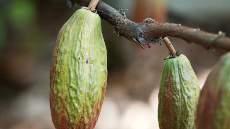 The cocoa tree grows in the tropics near the equator. Photo: Lauri Tuisku