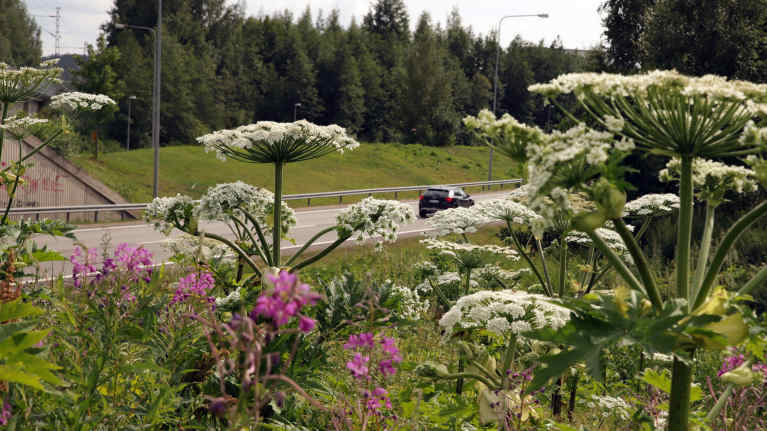 Esimerkiksi jättiputki on myrkyllinen vieraslaji. Kuva: Riikka Pennanen / Yle