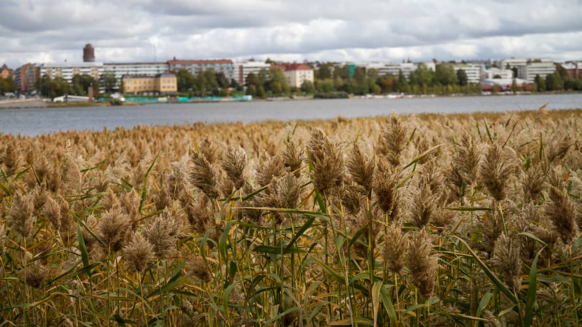 Vass med Vasa i bakgrunden