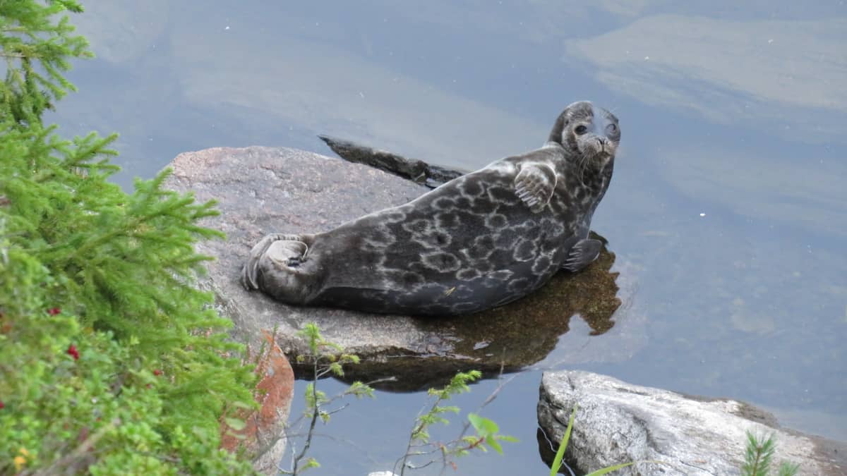 Photo shows a Saimaa ringed seal lounging on a rock by the edge of a lake.