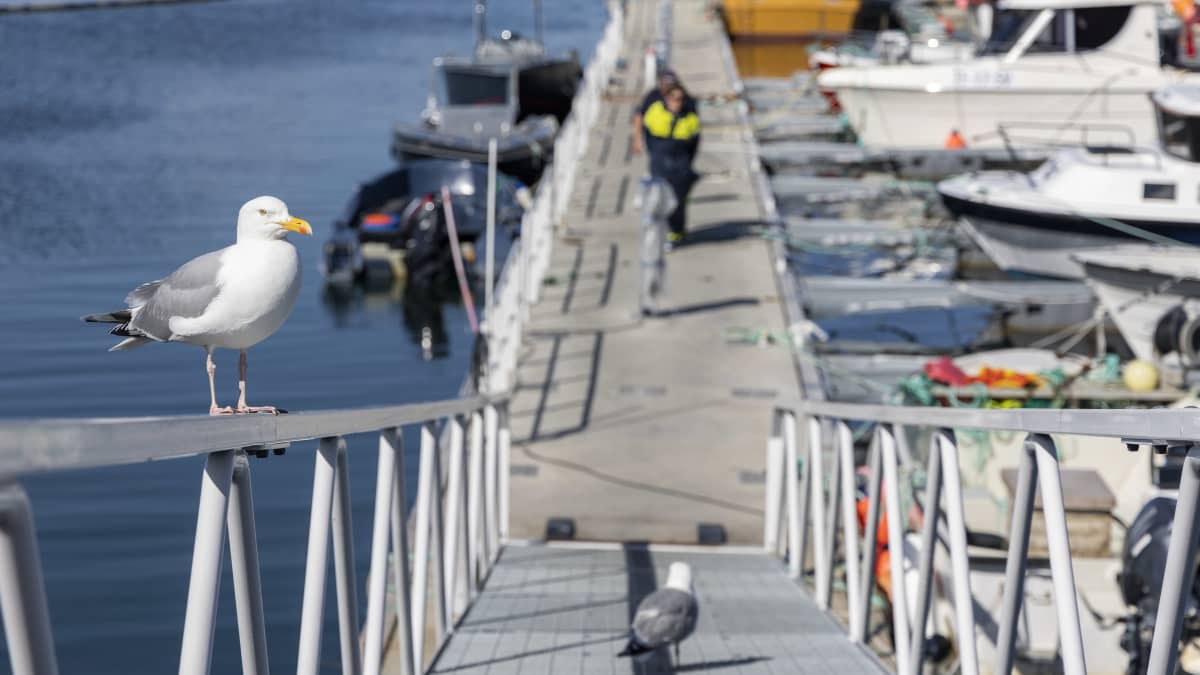 Lokki istuskelee Pykeijan sataman kaiteella, kun kalastajat tulevat reissultaan.