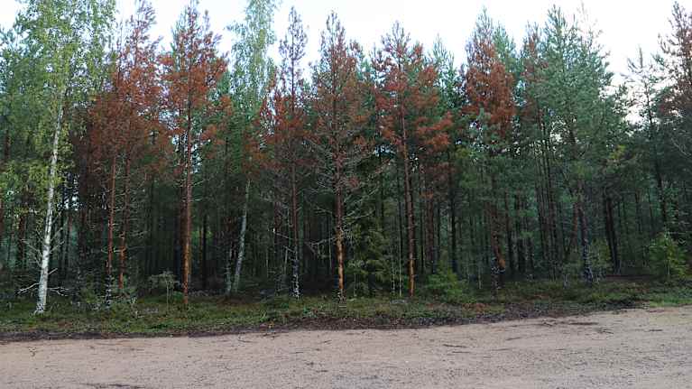 Tallar som drabbats av sjukdom.