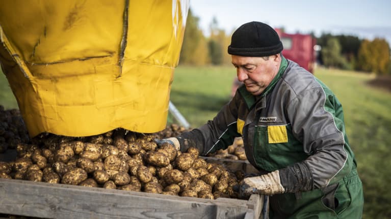 En man hanterar potatis som ligger i en låda på åkern.