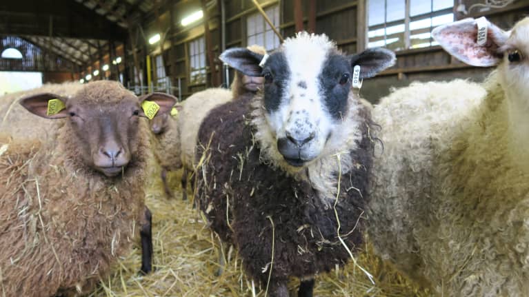 Finnish sheep at an organic farm in Tammisaari.