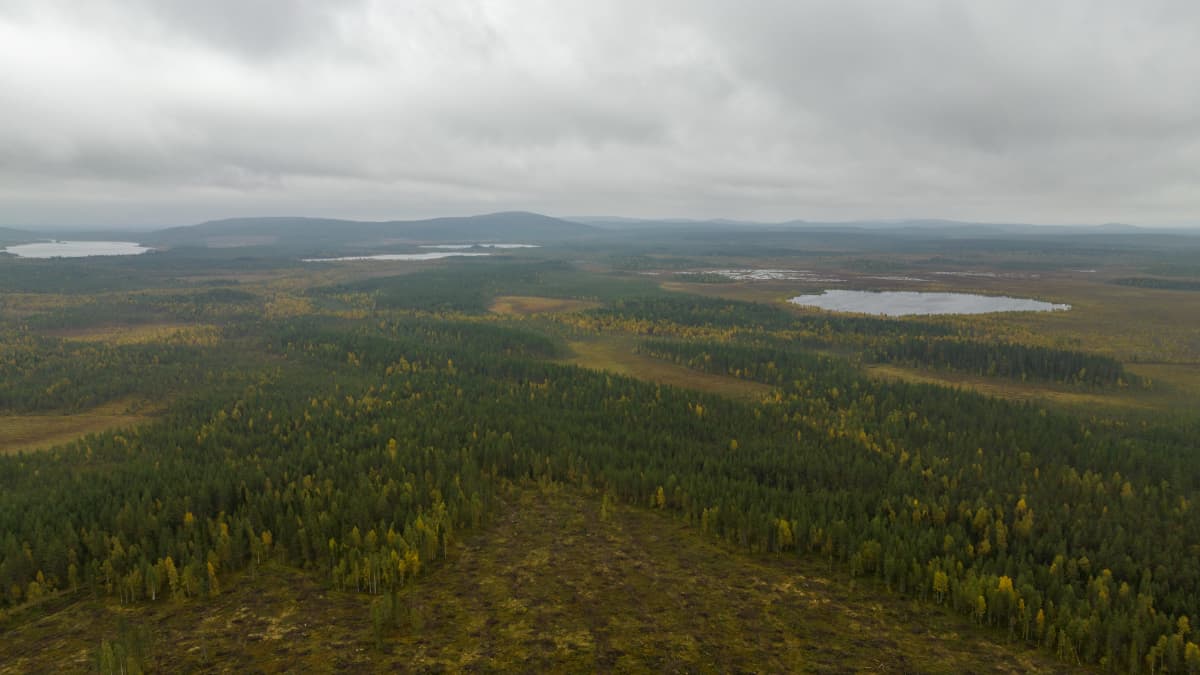Metsämaastoa Kemijärvellä kesällä.