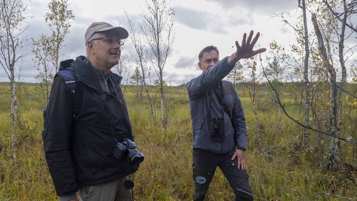 Frank Woesthoff ja Hannu Tuomisto katsevat suolla. Tuomisto osoittaa kädellään ympäröivää metsää.