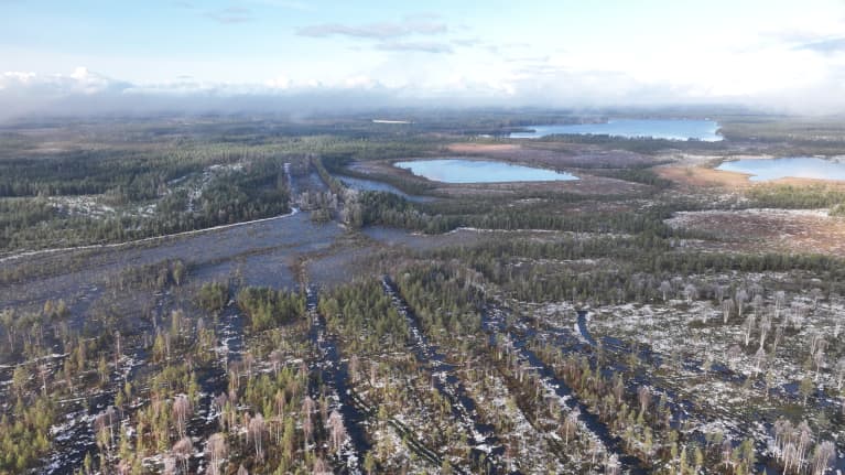 Ennallistettua suota Jäälissä, Oulun lähellä. Ojia on tukittu, jotta humuspitoinen vesi ei päätyisi jokiin ja sitä kautta Itämereen.