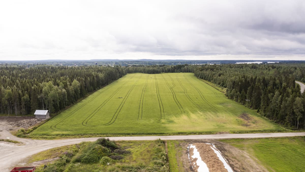 Ilmakuva vihreästä viljapellosta.