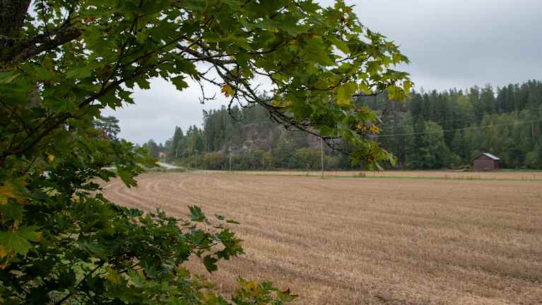 En höstig stubbåker i Lappträsk.