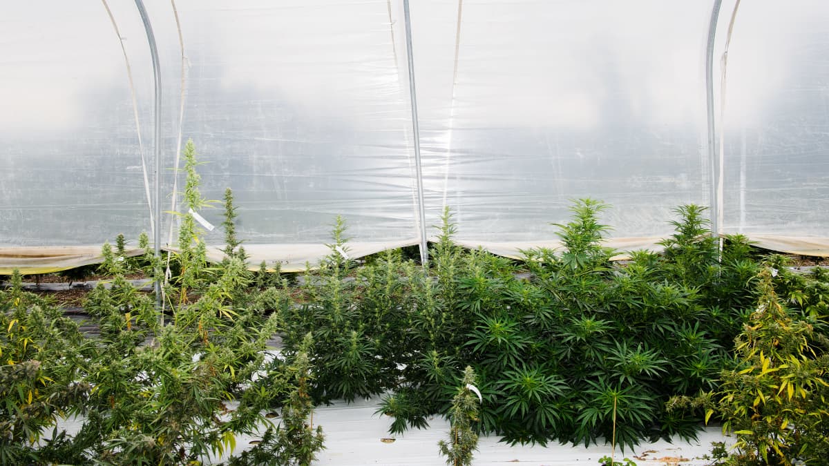 Euroopan ainoa laillinen päihdekannabispelto Sveitsissä syyskuussa.