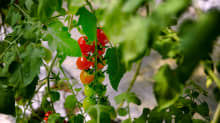 Tomaattiterttuja kasvihuoneessa.