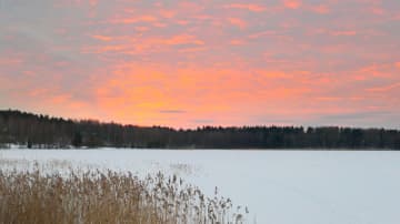 Iltaruskoa. Aurinko värjää taivaan punaiseksi. Järven jää ja rantaheinikkoa. 