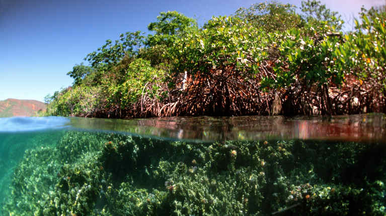 Korallia, jonka päällä kasvaa mangrovea.