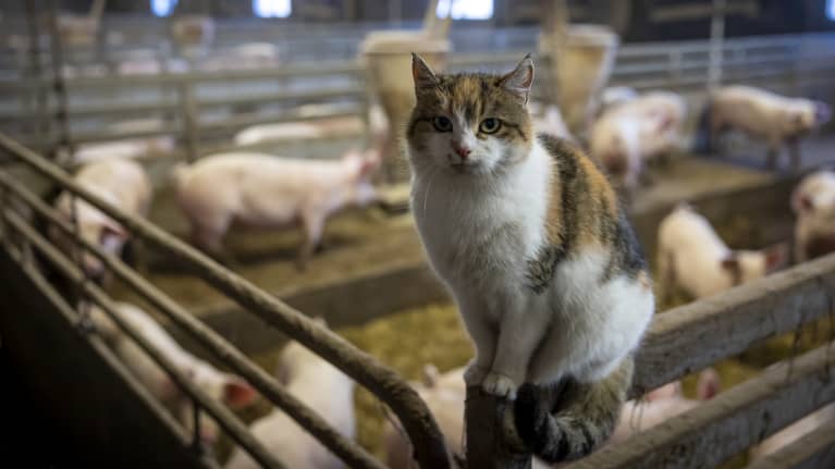 Kissa Kiven Säästöpossun sikalassa