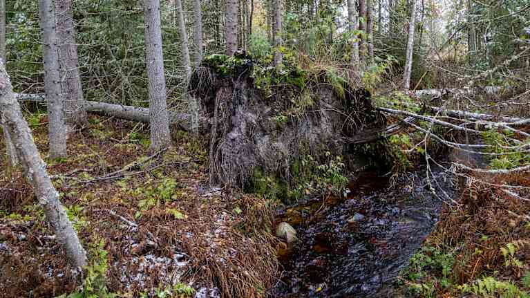 Ett träd som fallit omkull i skog.