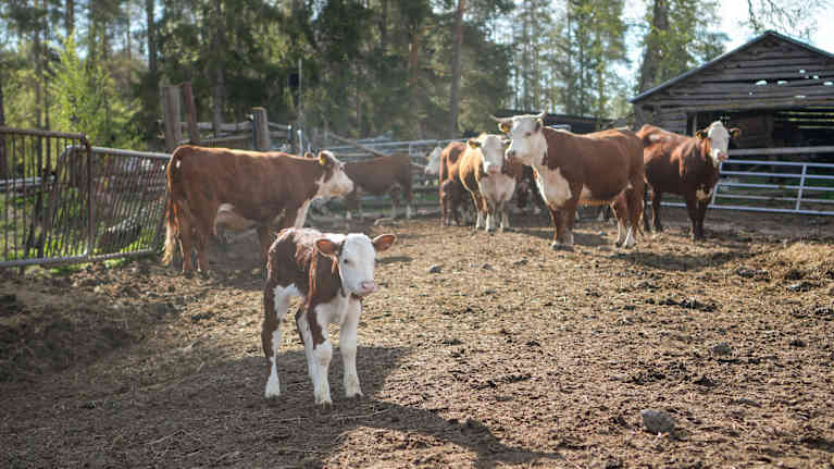 En kalv står i närheten av flera kor på en bondgård med en lada i bakgrunden.