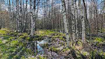 Vesilätäkkö koivikossa aurinkoisella säällä.