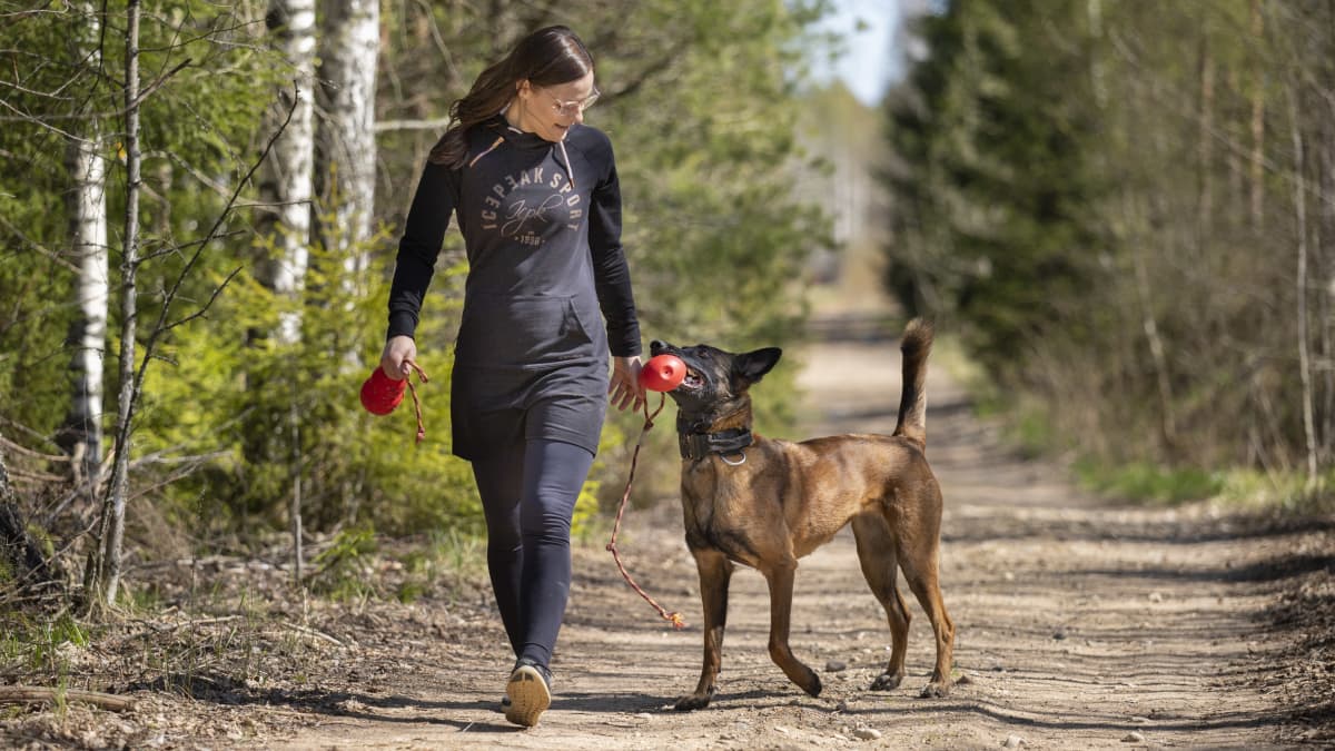 Tiina Kuusisto kävelee metsätiellä ja leikkii belgianpaimenkoiran kanssa.