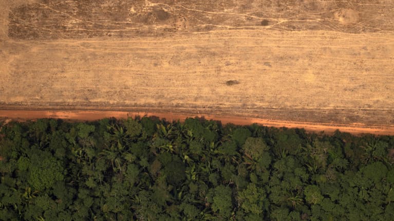 Amazonin sademetsä rajautuu hakkuisiin.