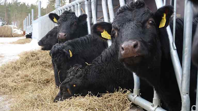 Åbolands sista grisbonde sadlar om | Åboland | Svenska Yle