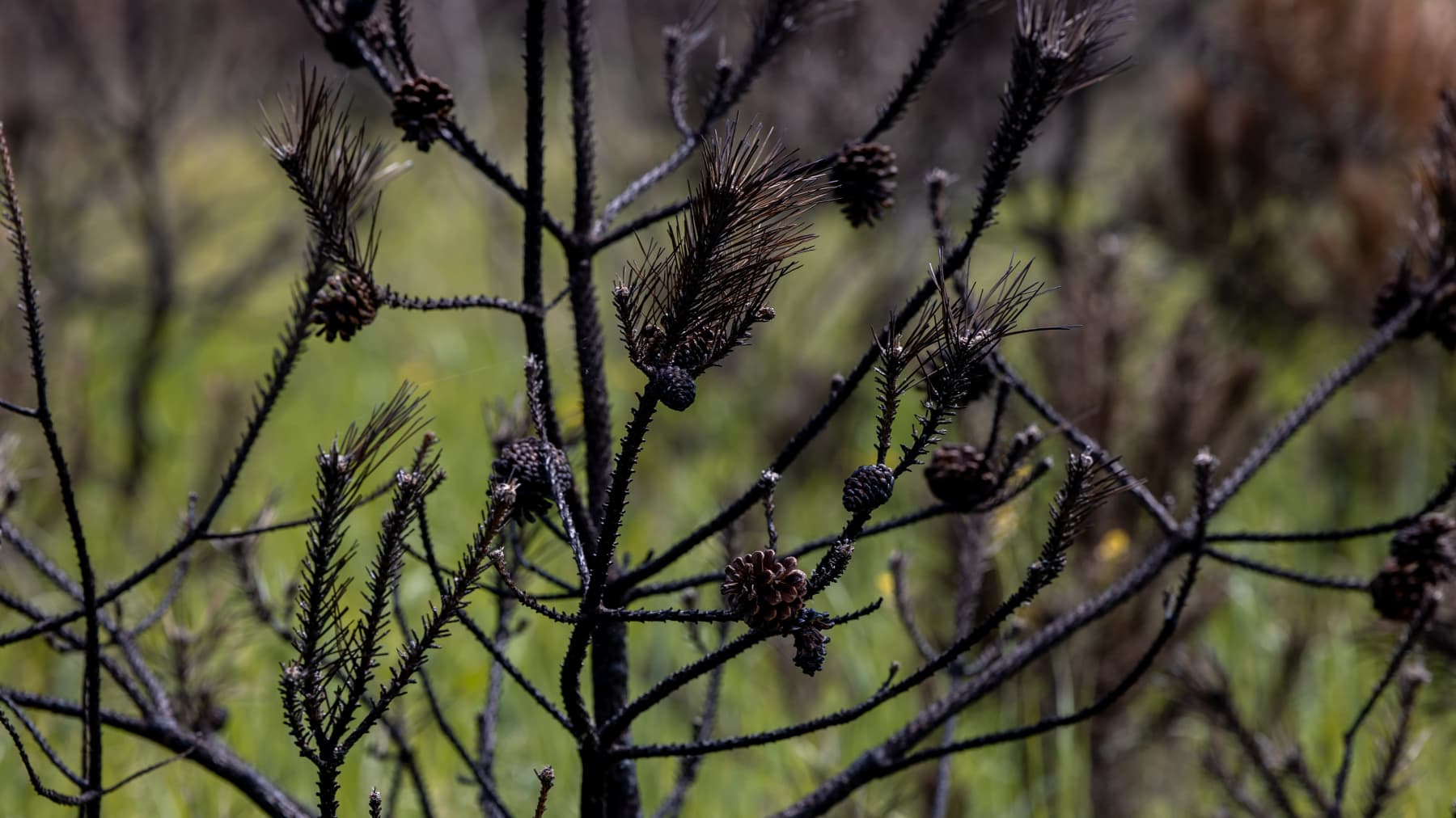 Balabanivkan metsä Mykolajivin ja Hersonin rajalla.