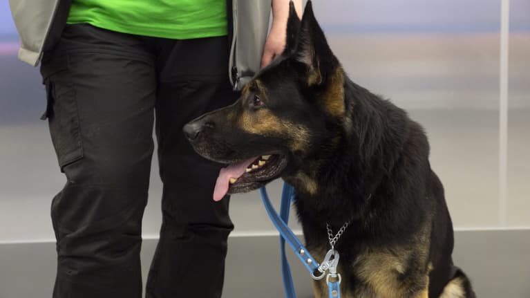 Koronakoira lentokentällä. 