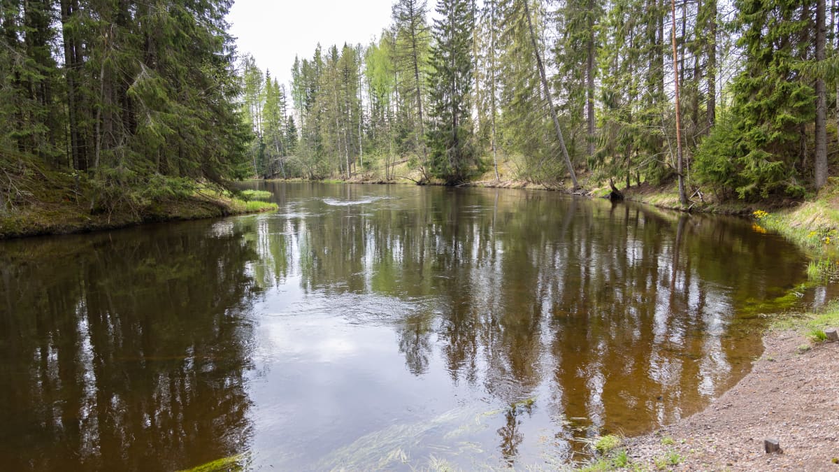 Hiitolanjoen rauhallisesti virtaava vesi alajuoksulla ennen Venäjän rajaa.