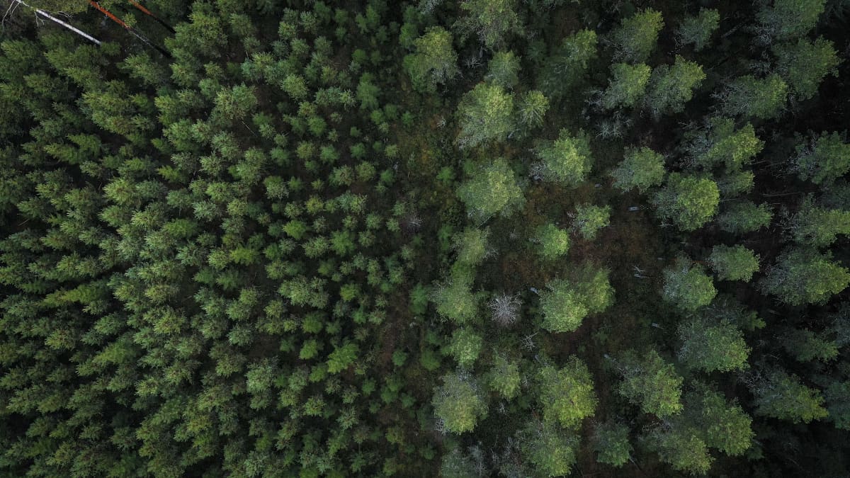 Aerial view of green forest.