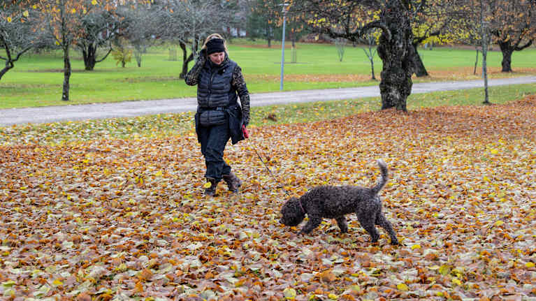 Kirsi Saloniemi and her dark curly-haired dog Martta in a park, the grass of which is covered with yellow and red leaves.