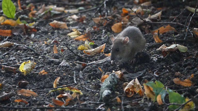 Rottien myrkytyskielto ajaa suomalaisia erikoisiin tekoihin – jotkut ...
