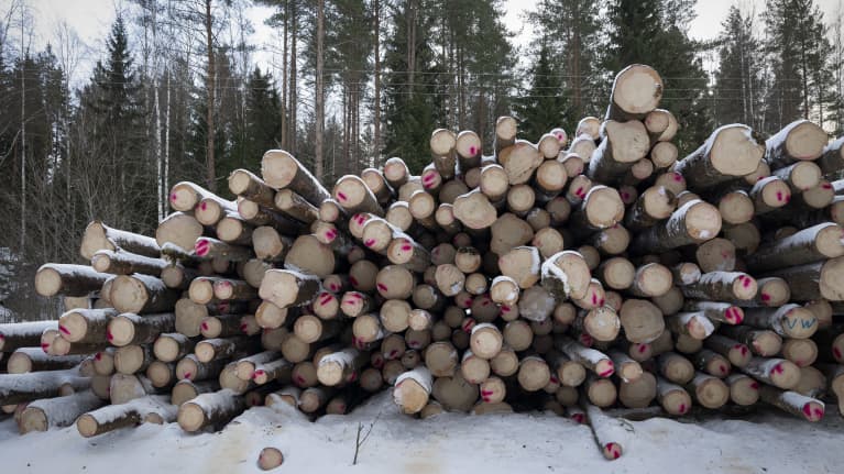 Stapel med granstockar som är märkta med rött.