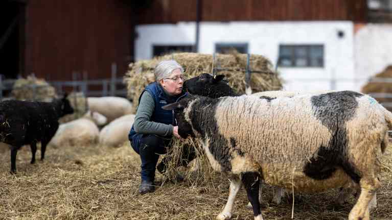 Laakspohjan Kartanon pitäjä, maatalousyrittäjä ja lampuri Nina van der Pals lampaidensa kanssa ulkolampolassa.
