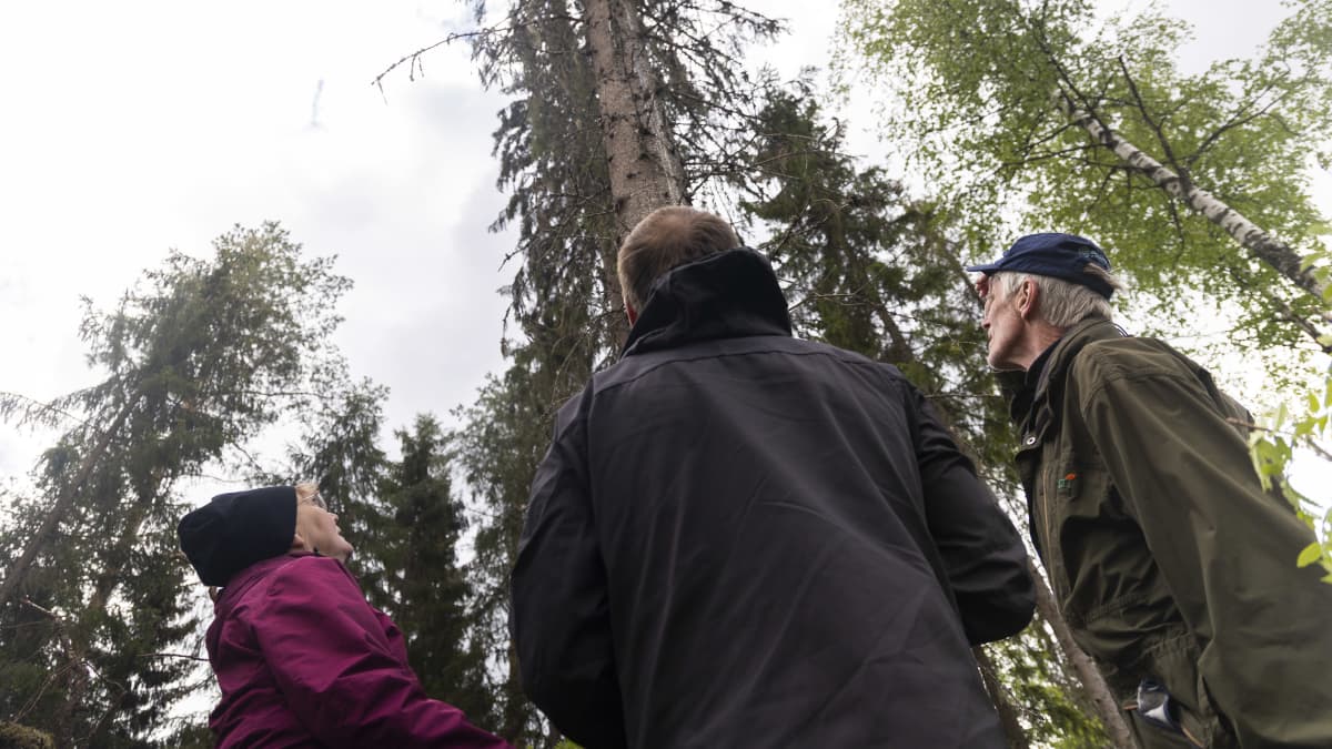 Mirjami Thitz,  Markku Remes, sekä Erkki Thitz katsomassa puuta Leppävirroilla.