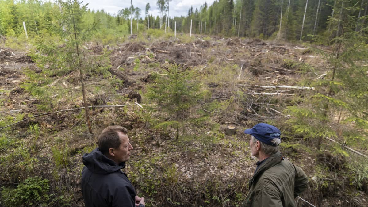  Markku Remes ja Erkki Thitz kaadetun metsän vieressä.