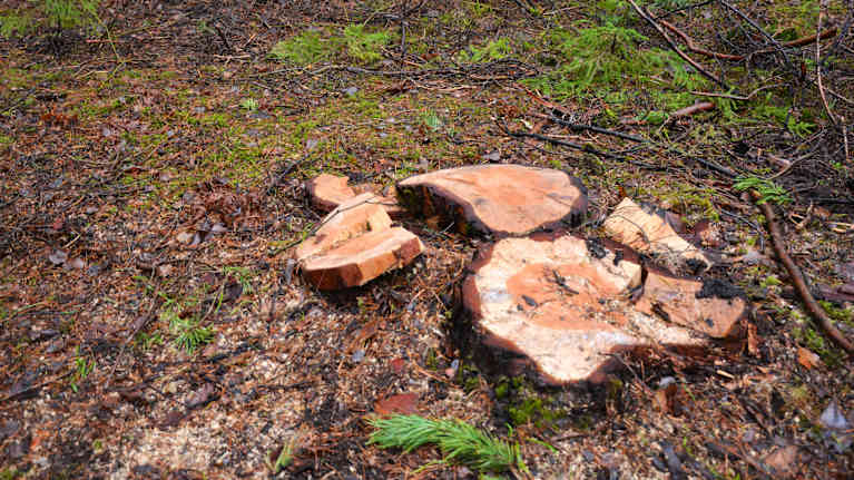 En trädkubb som nyligen sågats ner i skogen, omgiven av mossa och grenar.