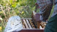 Biodling på Nedergård i Borgå