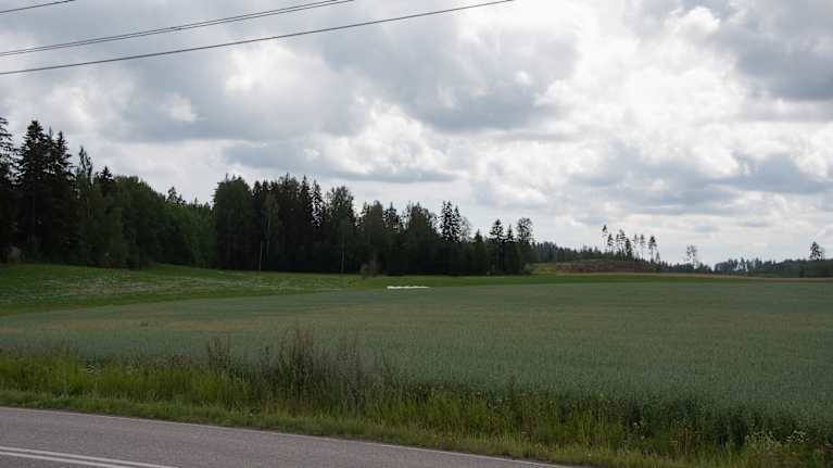 Åker i Paipis, skog i bakgrunden