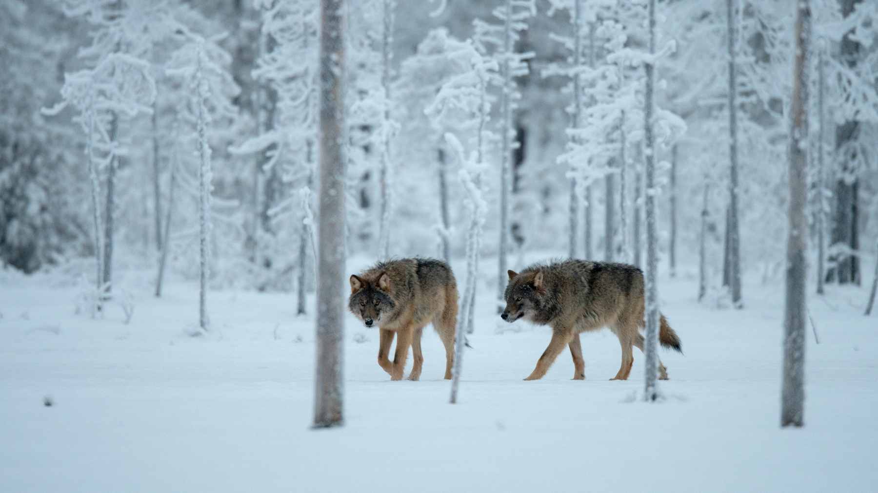 Kaksi sutta kävelee rinnakkain lumisessa metsässä. 