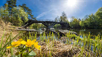 Aurinkoinen kevätpäivä joki- ja sillanäkymällä, etualalla keltaisia kukkia ja kirkkaan sininen taivas taustalla.