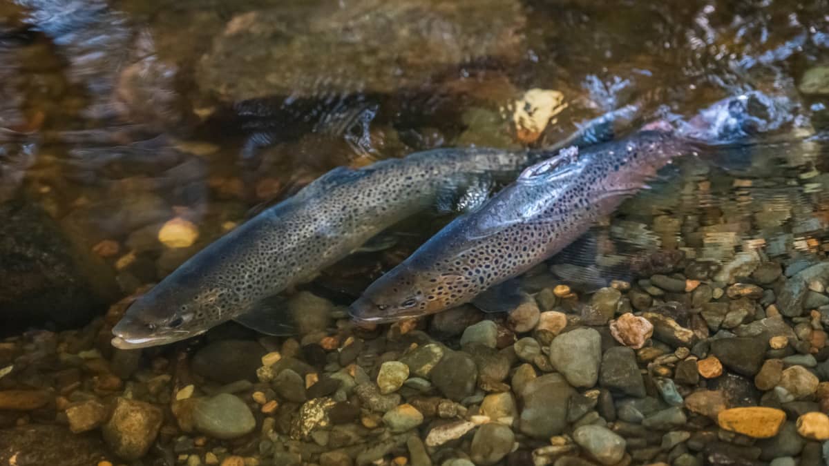 Järvitaimenia on kudulla kivikkoisen joen pohjassa.