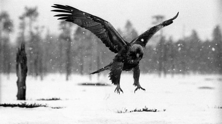 Hannu Hautalan luontokuva kotkasta, joka lentää lumisessa maisemassa.