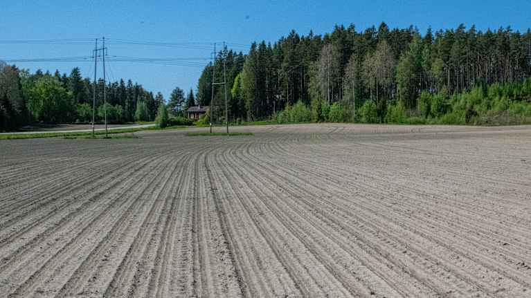 Torr nysådd sockerbetsåker i Kimitoöns kommun. 