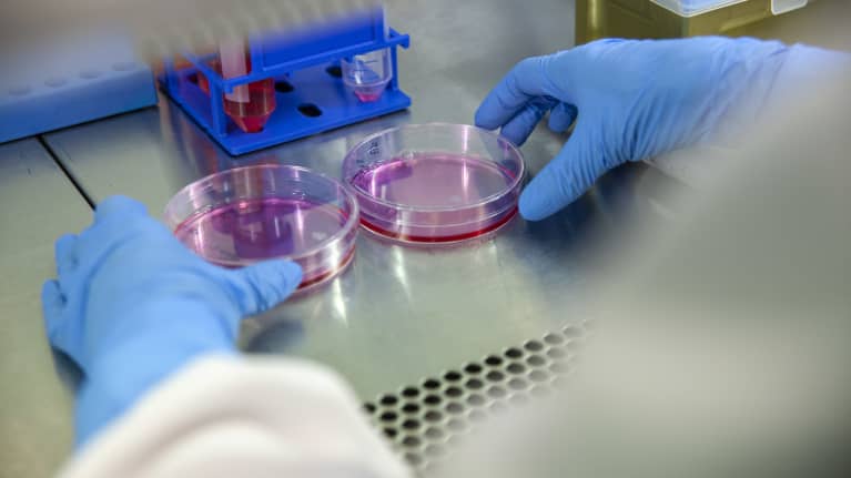 Laboratoriomestari Eila korhonen tutkii soluviljelmää.