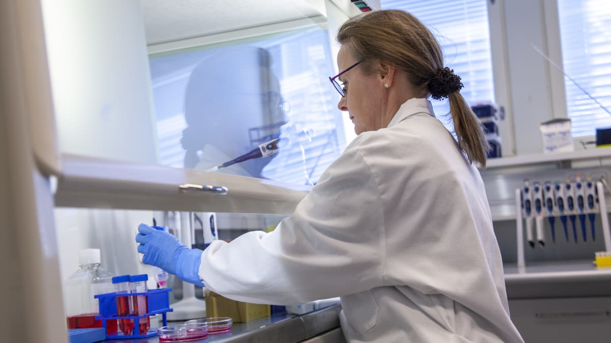 Laboratoriomestari Eila Korhonen Itä-Suomen yliopistossa, tutkii soluviljelmää