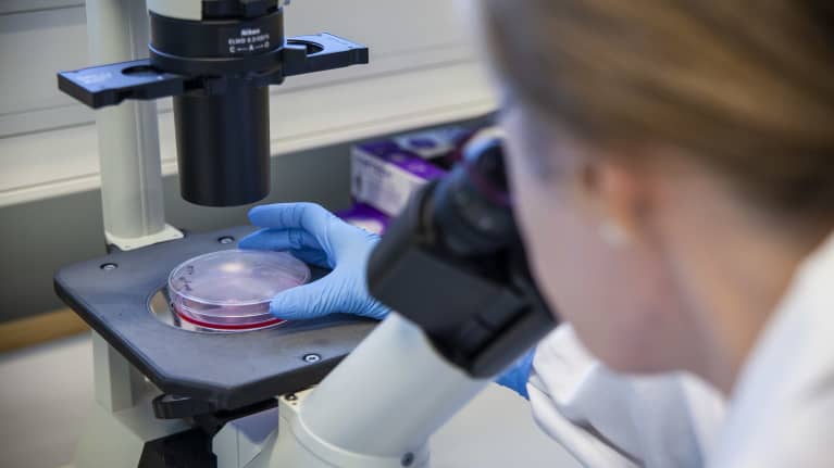 Laboratoriomestari Eila korhonen tutkii soluviljelmää.