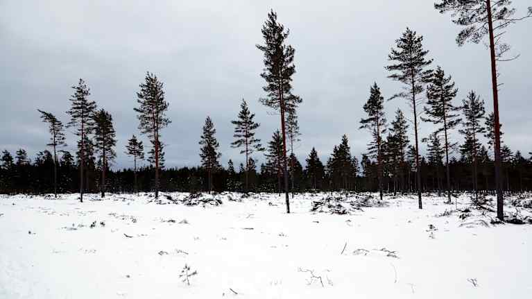 Kaadettua metsää ja joitain pystyyn jätettyjä puita Hangossa.